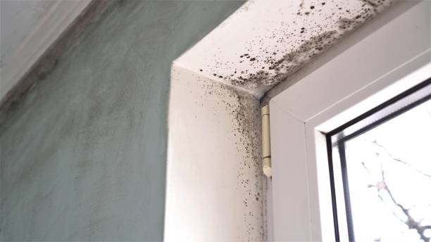 Best White Mold Remediation in Grayslake, IL