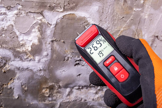 Best Insurance-Related Mold Remediation in Grayslake, IL