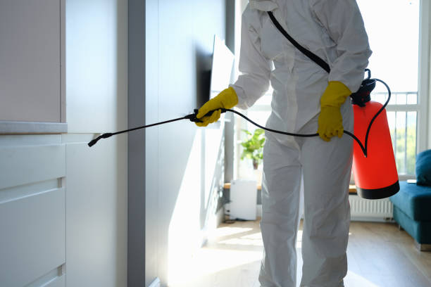Best Black Mold Remediation in Grayslake, IL