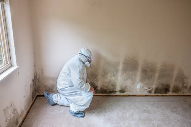 Professional Mold Remediation in Grayslake, IL
